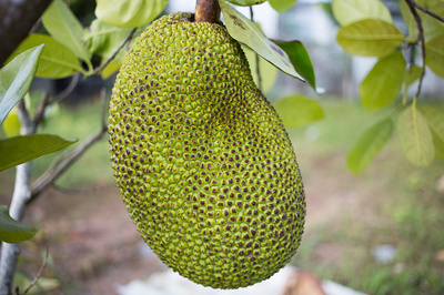 Artocarpus heterophyllus